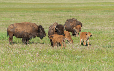 Bison with calf in meadow, Grand Teton National Park, Wyoming