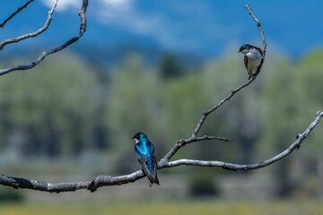 Female and male tree Swallows, Grand Teton National Park, Wyoming