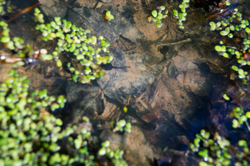 tadpole in spring pond in forest
