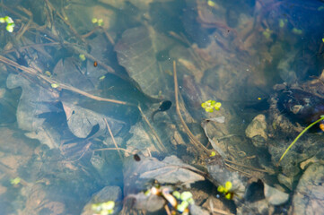 tadpole in spring pond in forest