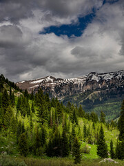 Evergreens and Aspen in spring, Teton Canyon