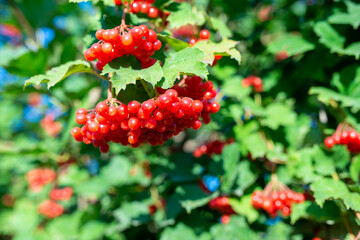 Bunches of viburnum berries growing on bush in garden