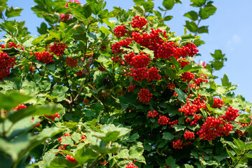 Bunches of viburnum berries growing on bush in garden