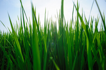 Green rice field under sunrise sky