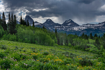 USA, Wyoming. Geranium and arrowleaf balsamroot wildflowers in meadow, west side of Teton Mountains