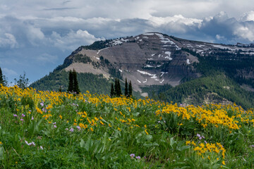 Fototapeta na wymiar USA, Wyoming. Arrowleaf balsamroot and mountain view, west side of Teton Mountains