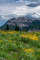 Fototapeta na wymiar USA, Wyoming. Arrowleaf balsamroot and mountain view, west side of Teton Mountains