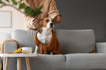 Woman playing with cute Beagle dog at home on autumn day