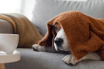 Cute Beagle dog under warm plaid at home on autumn day