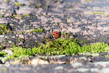 ladybug on rotten stem trunk with moss - Powered by Adobe