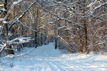 Beautiful snow-covered road in the winter forest, a fabulous route covered with snow