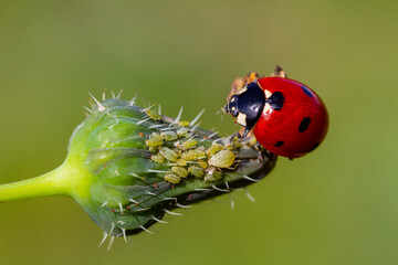 ladybug is eating aphids