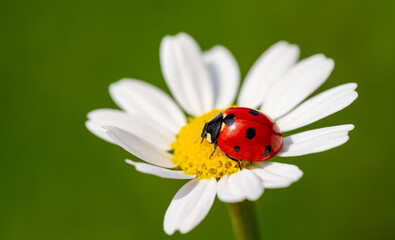 Fototapeta premium Ladybug is sitting on chamomile against sun. Summer scene on the background of plants and sunlight.