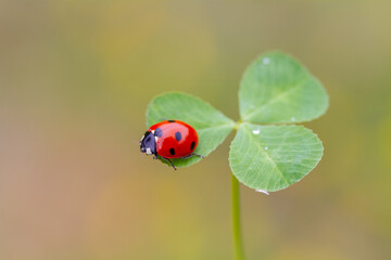 ladybug on three leaf clover - Powered by Adobe