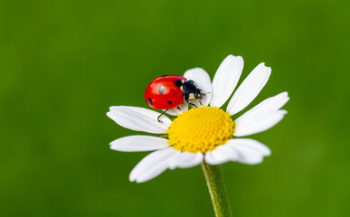 Ladybug is sitting on chamomile against sun. Summer scene on the background of plants and sunlight.