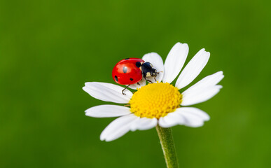 Ladybug is sitting on chamomile against sun. Summer scene on the background of plants and sunlight. © mehmetkrc