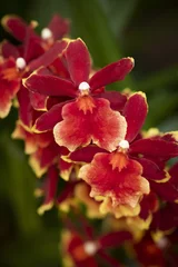 Rolgordijnen Closeup shot of beautiful cattleya orchids © Michklad/Wirestock
