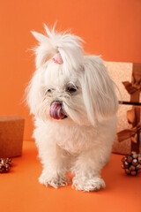 Adorable funny dog with Christmas gifts on color background