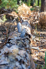 tree felled by the wind in a pine forest