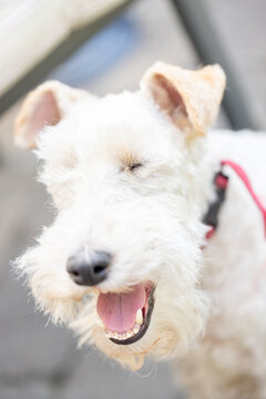 Wire Fox Terrier portrait. Image taken outside. High quality photo