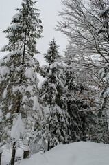 Winter in the forest, spruce trees in the snow, pine trees covered with snow, white winter in beautiful forests