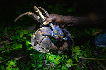Large Coconut Crab on Tetepare Island, a nature reserve in the Solomon Islands.