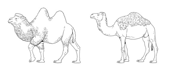 The dromedary and Bactrian camel illustration. Camels for coloring book.
