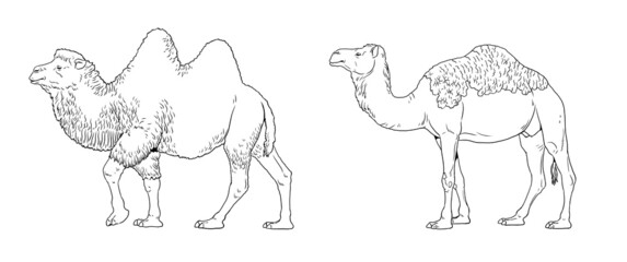 The dromedary and Bactrian camel illustration. Camels for coloring book.