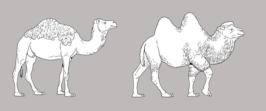 The dromedary and Bactrian camel illustration. Camels for coloring book.