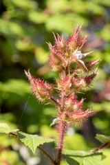 Young Maple leaves in spring,common name as Acer is a genus of trees and shrubs. Acer pseudoplatanus, or Acer platanoides, the most common maple species in Europe. High quality photo