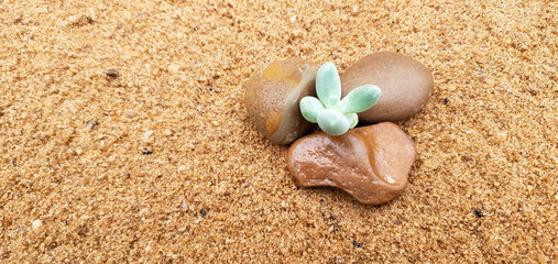 Fototapeta na wymiar stones with plant in the sand