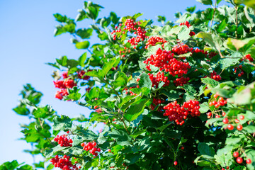 Bunches of viburnum berries growing on bush in garden