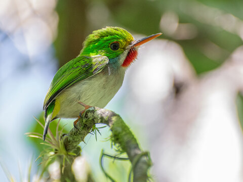 Selective focus shot of a cute Cuban tody bird perched on a tree branch during daylight