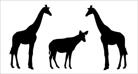 Naklejka premium Giraffe and okapi vector illustration. African ruminants silhouette. 