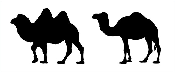 The dromedary and Bactrian camel illustration. Camels vector silhouette.