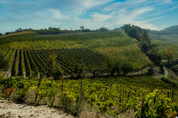 Fototapeta na wymiar The hills full of vineyards of Santo Stefano Belbo, the area of Muscat wine in Piedmont, immediately after the harvest in autumn