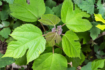 Broussonetia papyrifera, a plant in northern China, is growing new leaves in spring
