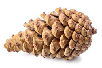 Beautiful pine cone on white background