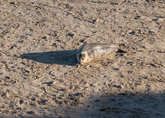 A seal