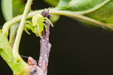 Crab spider inhabiting plants