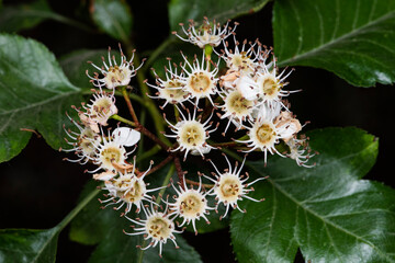 The Hawthorn flower has lost its petals. Close up of the flower top and beautiful stamens