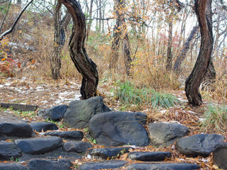 Landscape of Seoul Park in South Korea on snowy days