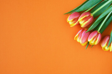 Tulips on orange background. Greeting card. 8 March Happy Women's Day. Mother's day. Flat lay. Place for text. Spring. 