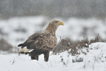White tailed eagle in snowfall with forest in the background