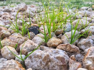 grass and stones