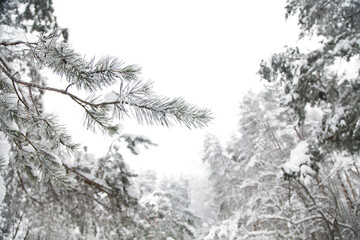 Snow-covered branches and twigs on a defocused background. Selective focus and shallow depth of field. Winter Christmas background with fir branches.