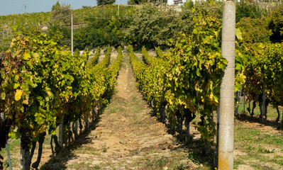 Fototapeta na wymiar The hills full of vineyards of Santo Stefano Belbo, the area of Muscat wine in Piedmont, immediately after the harvest in autumn