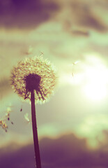 Fluffy dandelion on a background of cloudy sky