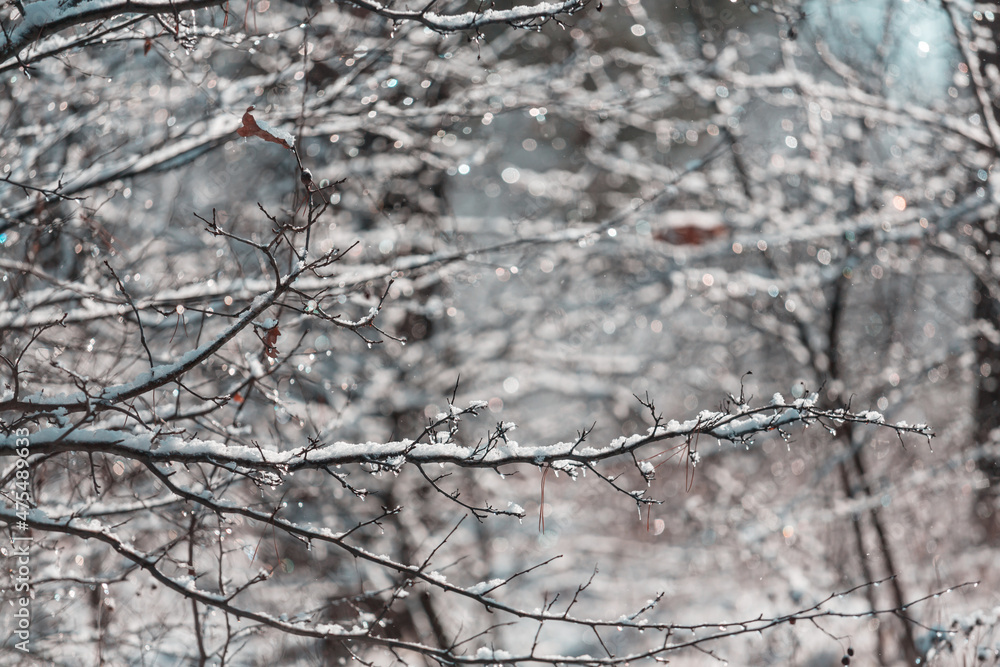 Poster Frozen tree