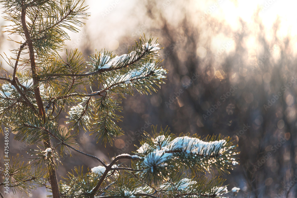 Poster frozen tree